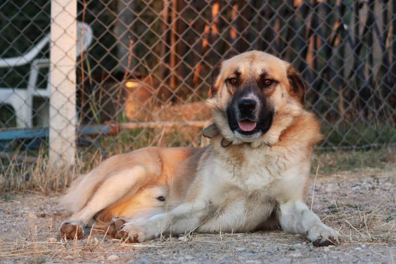 Entenda as necessidades específicas do seu pet