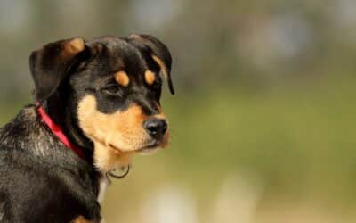 Guia para tutores: como escolher a ração medicamentosa ideal para o seu pet?