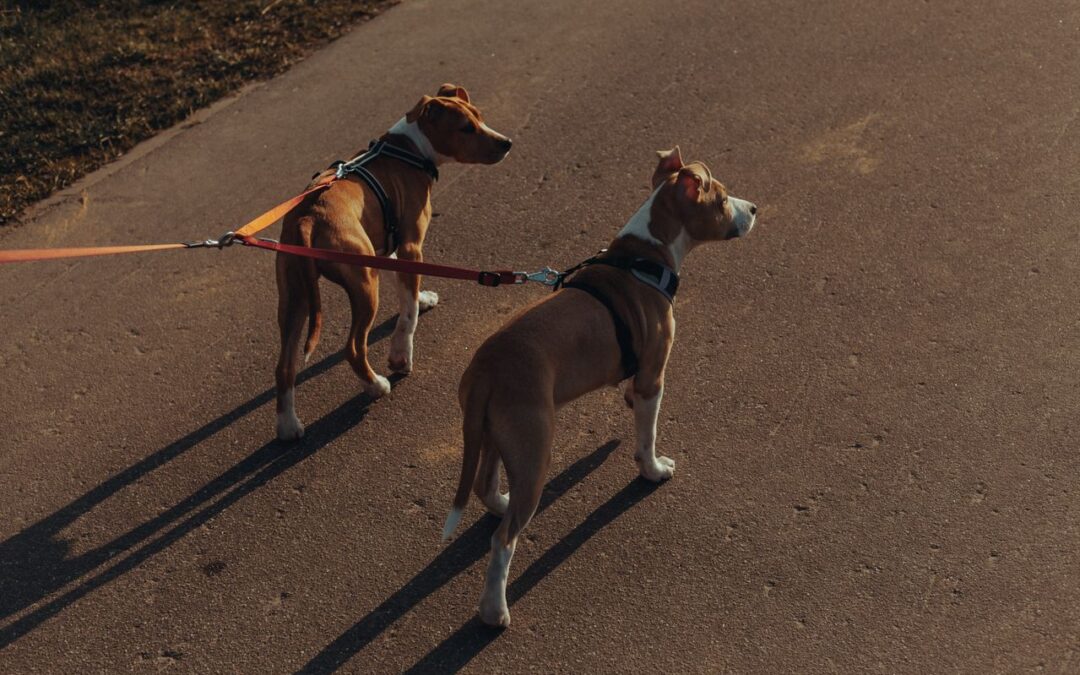Coleira de pescoço ou peitoral: qual opção machuca menos o cachorro?