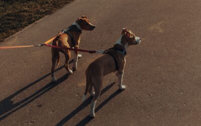 Coleira de pescoço ou peitoral: qual opção machuca menos o cachorro?